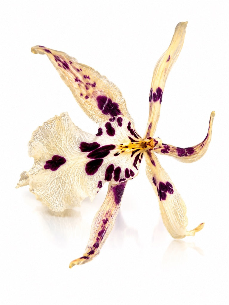 172 Artz | Handcrafted Art Jewelry & Orchid-Inspired Designs